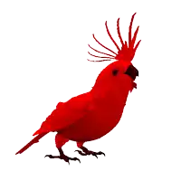 a red parrot with a feathered crest on its head is standing on a white background