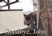 Cat Goodbye John GIF - Cat Goodbye John Jump Fail GIFs