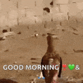 a dog is standing in front of a wall with the words `` good morning '' and `` i love you '' written on it .