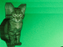 gato Memes & GIFs - Imgflip