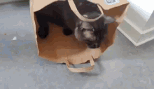Frans Gemmer Sig Cat Hiding GIF - Frans Gemmer Sig Cat Hiding Black Cat GIFs
