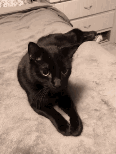 Kitty Black Cat GIF - Kitty Black Cat Cute - Discover & Share GIFs