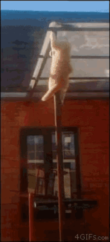 Cat Pole GIF - Cat Pole Drop GIFs