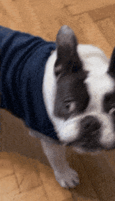 a black and white dog wearing a blue shirt is standing on a wooden floor