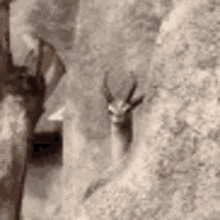 Zoom In Deer GIF - Zoom In Deer Peek GIFs