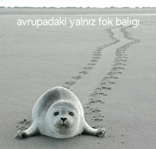 a seal laying on a beach with the words avrupadaki yalnız fok baligi