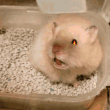 Angry Hamsters GIF - Angry Hamsters Angry Hamster GIFs