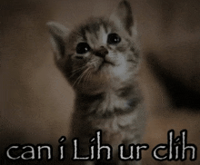 a picture of a kitten with the words cani lih ur clih written below it