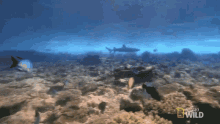Underwater Animal Armory GIF