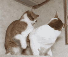 Cats Hug GIF - Cats Hug Funny GIFs