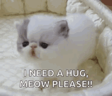 cats cat kitten i need a hug cute