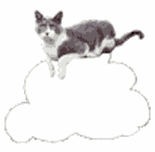 cats cloud up in the air