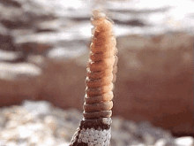 Chisme Rattlesnake GIF - Chisme Rattlesnake Tail GIFs