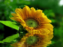 Water Sunflower Lovely Yellow GIF - Water Sunflower Lovely Yellow Bright Yellow GIFs
