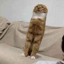 a cat is standing on its hind legs on a couch and looking up .