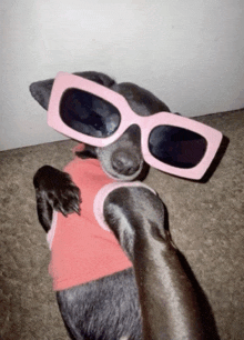 a dog wearing a pink shirt and pink sunglasses
