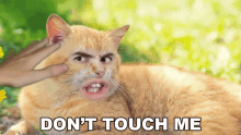 Dont Touch Me Steve Terreberry GIF