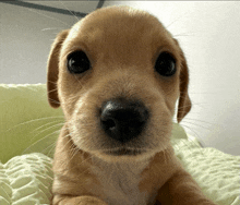 a close up of a puppy laying on a bed