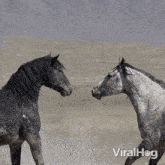 Horse Fight Viralhog GIF