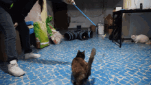 Cat Circling GIF - Cat Circling Toy GIFs