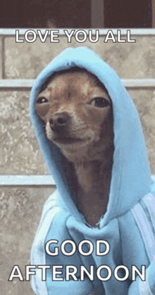 a dog wearing a blue hoodie with the words love you all good afternoon written below it