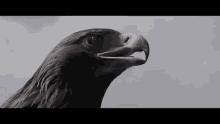 Eagle Qairan GIF - Eagle Qairan Elim GIFs