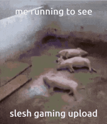 slesh slesh gaming flesh meme pig