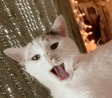 Dalsosite Rinjibit GIF - Dalsosite Rinjibit Cat GIFs