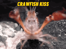 crawfish kiss