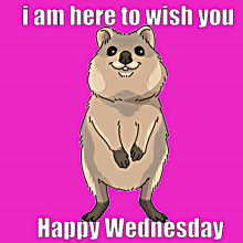 I Am Here To Wish You Happy Wednesday Quokka GIF