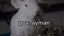 Ayman Rabbit Teeth GIF - Ayman Rabbit Teeth Ayman Rabbit GIFs