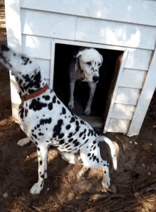 Dalmatian Dog GIF - Dalmatian Dog Happy GIFs