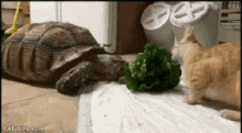 Cats Lunch GIF - Cats Lunch Animals GIFs