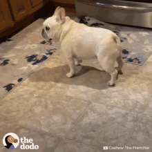 dog hangry hungry sorry not sorry cashew the frenchie