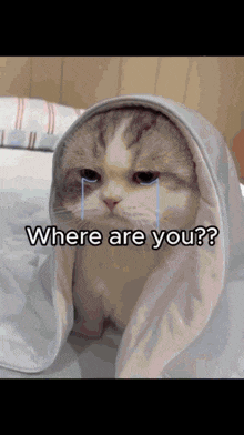 a cat is wrapped in a blanket and crying with the words where are you on the bottom