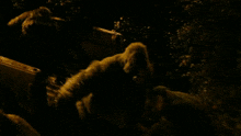 Dawn Of The Planet Of The Apes Shocked Gorilla GIF