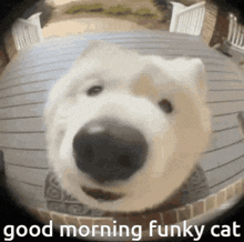 Funky Cat Gc Good Morning GIF - Funky Cat Gc Good Morning Samoyed GIFs