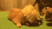 Lion Cat GIF - Lion Cat GIFs