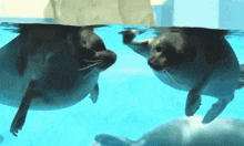 Unariko Seal GIF - Unariko Seal Toba GIFs