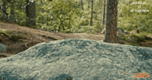 nature cinemagraph forest trees outdoors