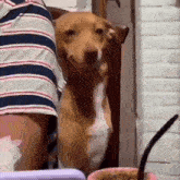 a brown and white dog standing next to a person 's arm