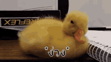 ลูกเป็ด ง่วง GIF - Duckling Sleepy GIFs