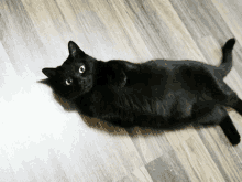 Mittsu Black Cat GIF - Mittsu Black Cat GIFs
