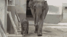 一緒　像　歩く GIF - Elephant GIFs
