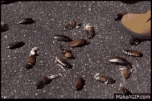 Starship Troopers Stomp GIF - Starship Troopers Stomp Bugs GIFs