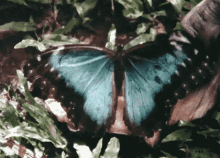 butterfly kiss