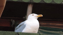 a white seagull with a yellow beak is sitting on a green roof