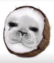a coconut with a seal 's face on it