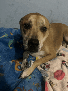 a dog is laying on a blanket with a mermaid design