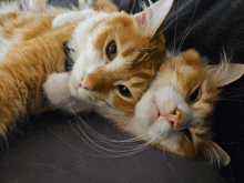 two cats are laying next to each other on a couch and looking at the camera